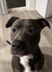 Found/Stray Male Dog last seen Ray and Alma school, Chandler, AZ 85224