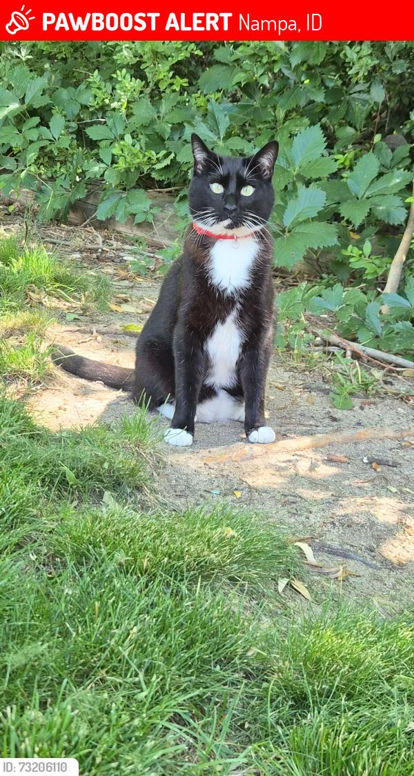Lost Male Cat last seen Silvercrest neighborhood. Near Flamingo and Middleton road, Nampa, ID 83651
