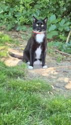 Lost Male Cat last seen Silvercrest neighborhood. Near Flamingo and Middleton road, Nampa, ID 83651