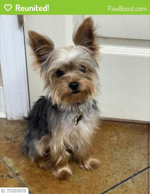 Reunited Male Dog last seen Howells Ferry Rd, Semmes, AL 36575