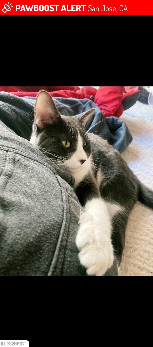 Lost Male Cat last seen Princeton dr, San Jose, CA 95118