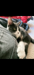 Lost Male Cat last seen Princeton dr, San Jose, CA 95118