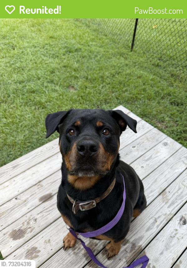 Reunited Female Dog last seen Perry road and Old Halifax, Franklin County, NC 27597