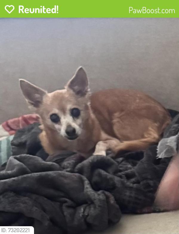 Reunited Female Dog last seen Hamilton K8 School, Fresno, CA 93704