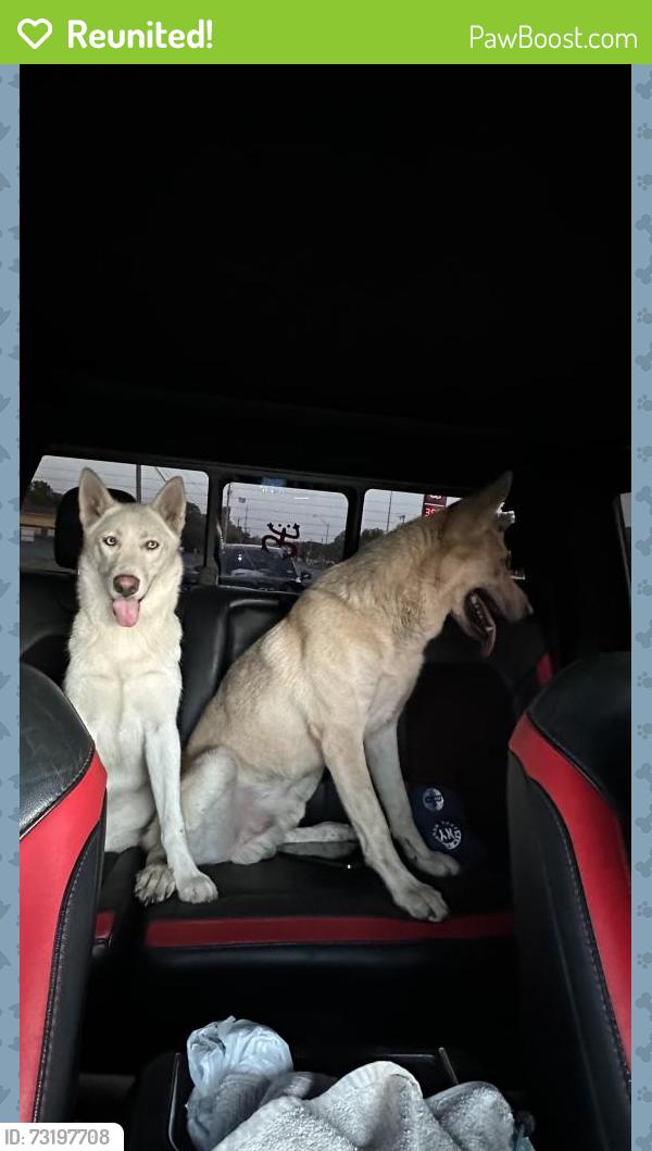 Reunited Male Dog last seen Near McComas rd Haltom City, Fort Worth, TX 76117