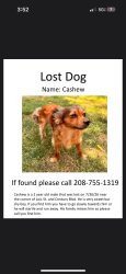 Lost Male Dog last seen Near se Century Blvd Hillsboro Oregon, Hillsboro, OR 97123
