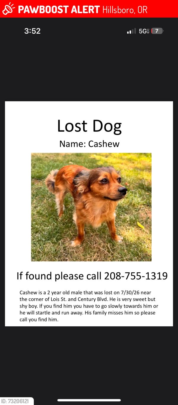 Lost Male Dog last seen Near se Century Blvd Hillsboro Oregon, Hillsboro, OR 97123
