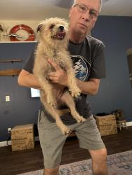 Found/Stray Unknown Dog last seen Deer Valley & 35th ave, Glendale, AZ 85301