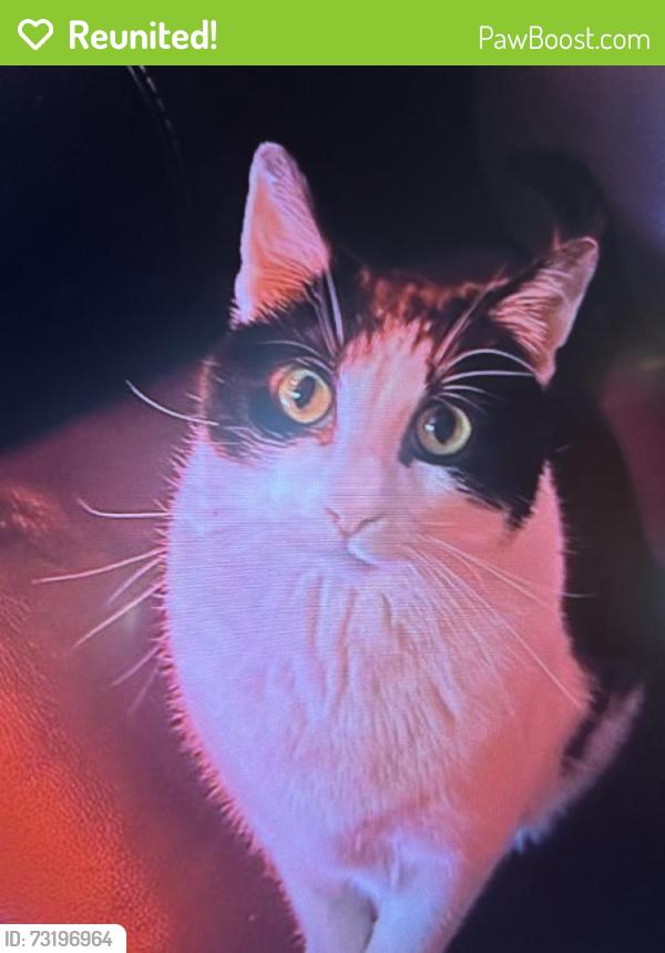 Reunited Male Cat last seen Near Marquette Dr NE, Cedar Rapids, IA 52402, USA, Cedar Rapids, IA 52402