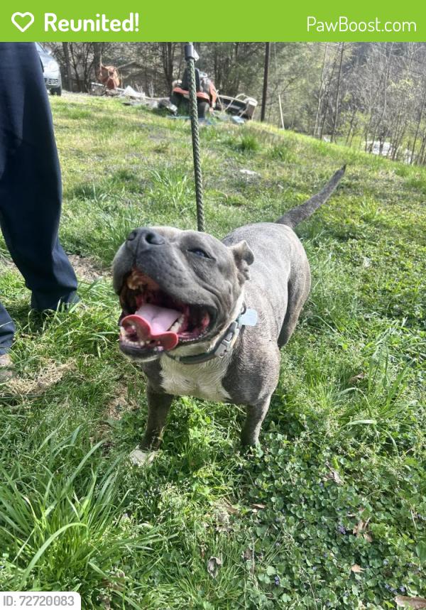 Reunited Female Dog last seen Field, Lenoir, NC 28645