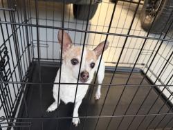 Reunited Female Dog last seen Old Winery area/Lomas Verdes ests, Poway, CA 92064