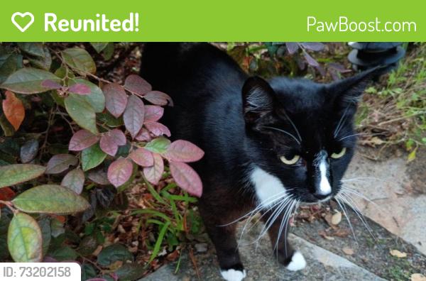 Reunited Unknown Cat last seen Madera Street, Berkeley, CA 94707