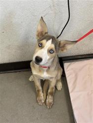 Shelter Stray Female Dog last seen Near BLOCK S WINERY AVE, FRESNO CA 93727 6933, 5277 E Airways Blvd, Fresno, CA 93727, USA