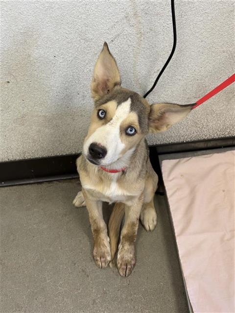 Shelter Stray Female Dog last seen Near BLOCK S WINERY AVE, FRESNO CA 93727 6933, 5277 E Airways Blvd, Fresno, CA 93727, USA
