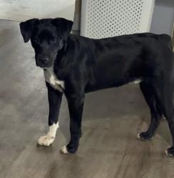 Reunited Male Dog last seen Walmart, Fenton, MO 63026