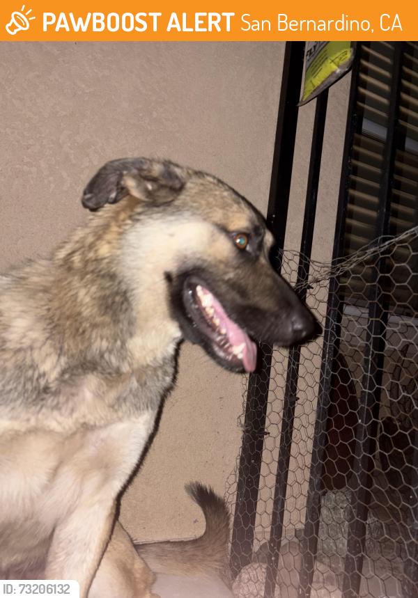 Found/Stray Male Dog last seen magnolia avenue, San Bernardino, CA 92407