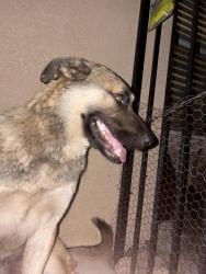Found/Stray Male Dog last seen magnolia avenue, San Bernardino, CA 92407