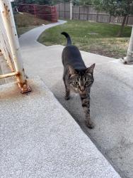 Found/Stray Unknown Cat last seen Near building 3000 and 163 avenue, Calgary, AB T2Y 5A1