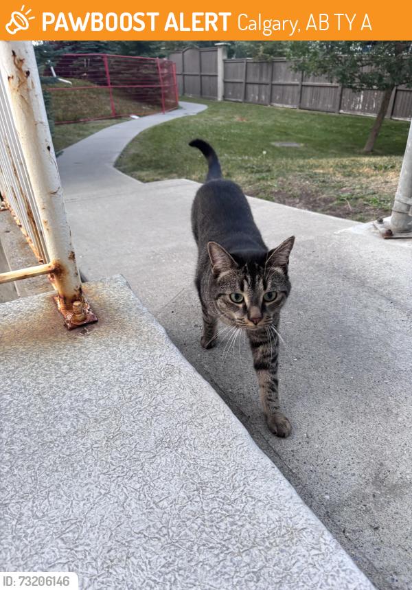 Found/Stray Unknown Cat last seen Near building 3000 and 163 avenue, Calgary, AB T2Y 5A1