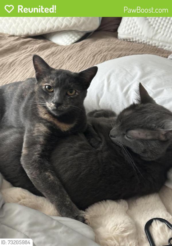 Reunited Female Cat last seen gold coast, San Diego, CA 92126