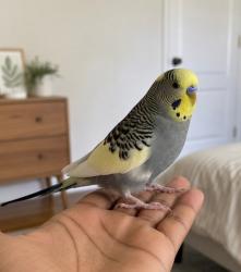 Lost Male Bird last seen Gold Wing drive, Austin, TX 78758