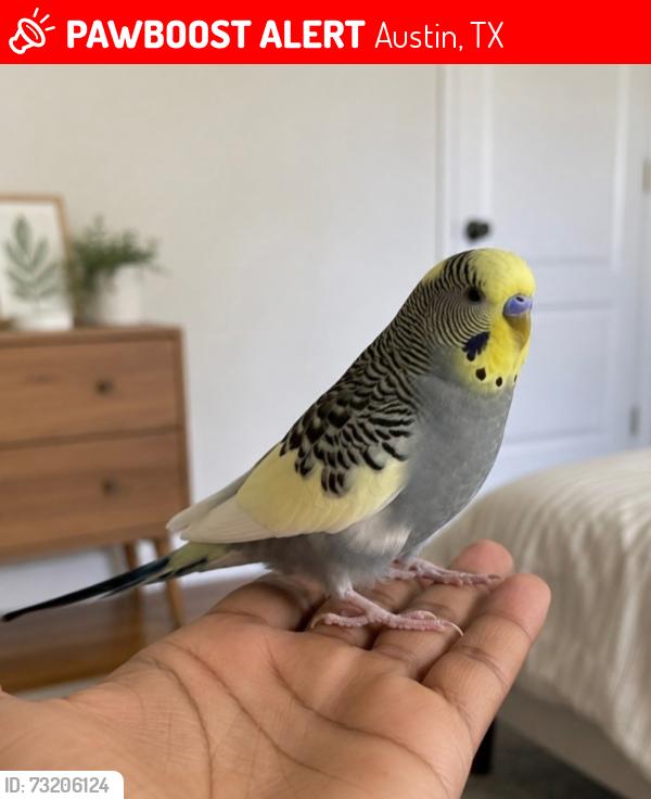 Lost Male Bird last seen Gold Wing drive, Austin, TX 78758