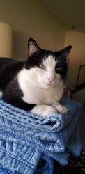 Lost Male Cat last seen Dartmouth and garrison, Lakewood, CO 80227