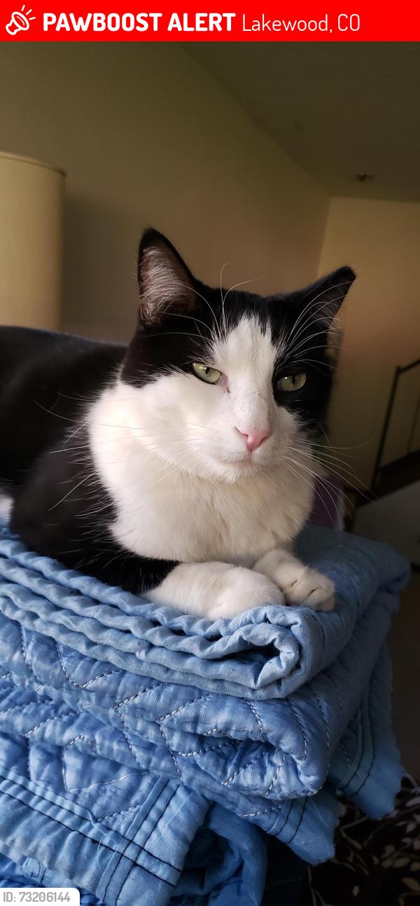 Lost Male Cat last seen Dartmouth and garrison, Lakewood, CO 80227