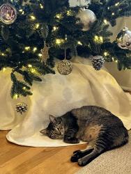 Reunited Female Cat last seen 19th and Warner by UPS campus, Tacoma, WA 98406