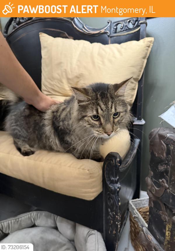 Found/Stray Unknown Cat last seen Mayfield Dr, Montgomery, IL 60538