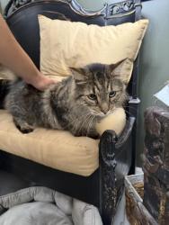 Found/Stray Unknown Cat last seen Mayfield Dr, Montgomery, IL 60538