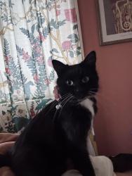 Lost Female Cat last seen Mr Scott blvd (flavel) on 105th near Lexington, Portland, OR 97266