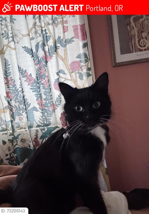 Lost Female Cat last seen Mr Scott blvd (flavel) on 105th near Lexington, Portland, OR 97266