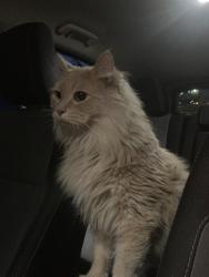 Reunited Unknown Cat last seen 10th and Washington, Denver, CO 80203