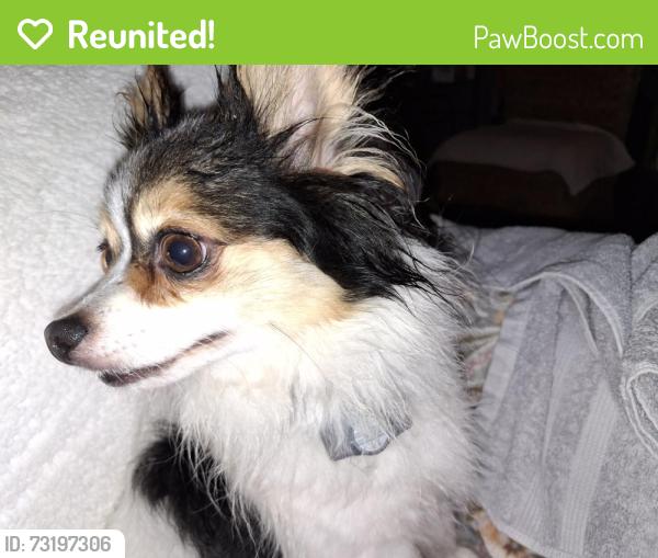 Reunited Male Dog last seen Gilliam Mt. Rd, Edneyville NC, Henderson County, NC 28792