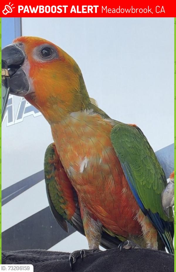 Lost Unknown Bird last seen Wallace Ave Greenwald, Meadowbrook, CA 92570
