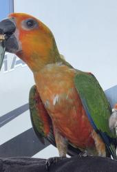 Lost Unknown Bird last seen Wallace Ave Greenwald, Meadowbrook, CA 92570