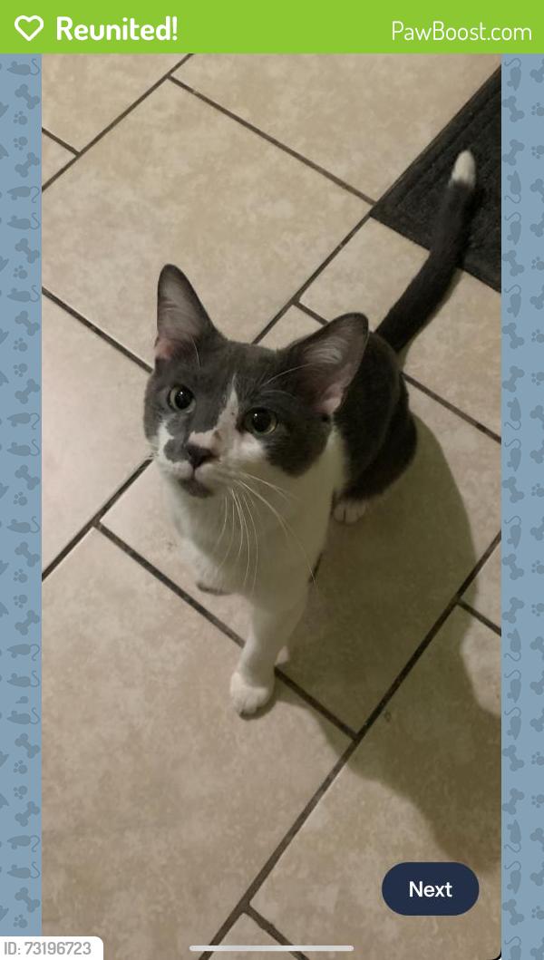 Reunited Male Cat last seen Ridge avenue, Chicago, IL 60660