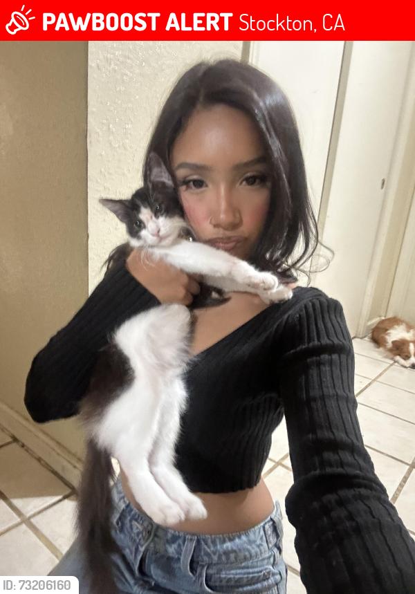 Lost Female Cat last seen Near n e st, Stockton, CA 95205