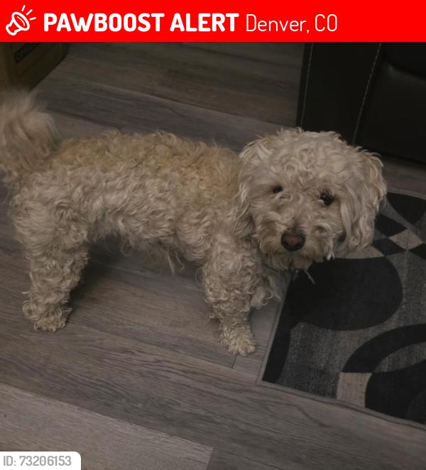 Lost Male Dog last seen 70th and Galapago St, Denver, CO 80221