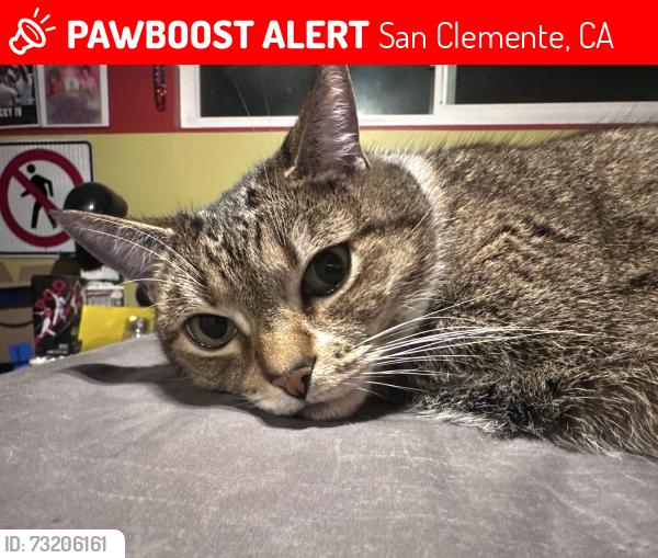 Lost Female Cat last seen Victoria and s calle seville, San Clemente, CA 92672