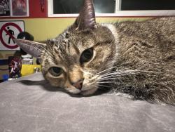 Lost Female Cat last seen Victoria and s calle seville, San Clemente, CA 92672