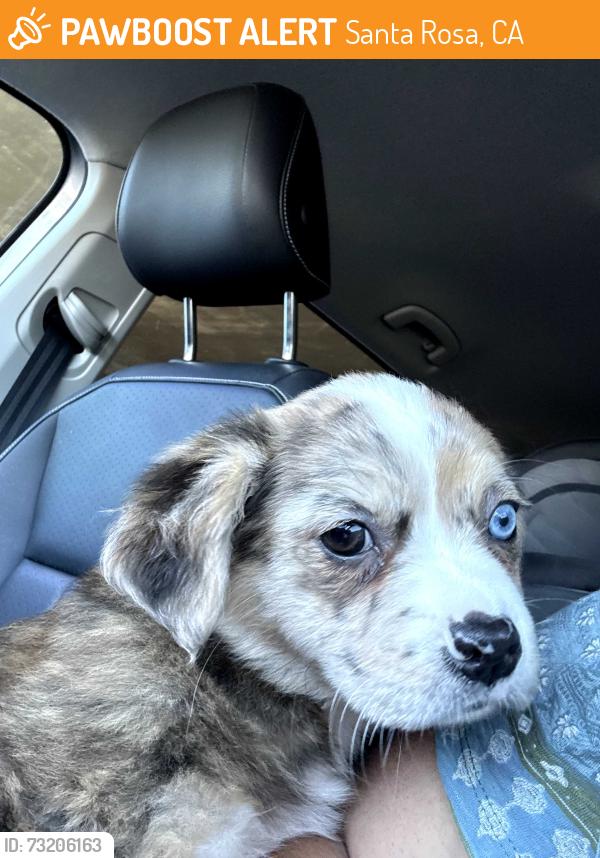 Found/Stray Female Dog last seen Santa rosa Ave hearn, Santa Rosa, CA 95407