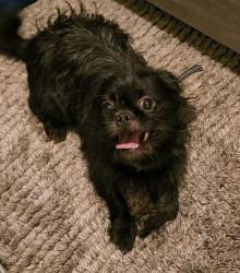 Reunited Male Dog last seen 14th Ave and Franklin st. Denver Co., Denver, CO 80218