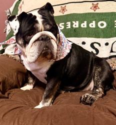 Lost Female Dog last seen Dexter Ln and Roswell Ct, Arlington, TX 76002