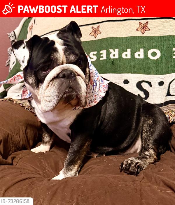 Lost Female Dog last seen Dexter Ln and Roswell Ct, Arlington, TX 76002