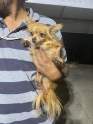 Found/Stray Female Dog last seen Cudahy st, Huntington Park, CA,USA, Huntington Park, CA 90255