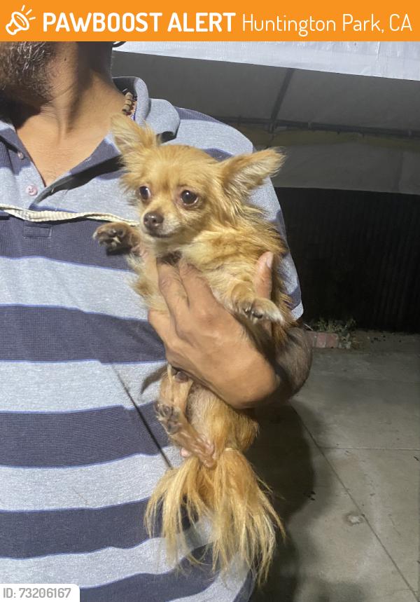 Found/Stray Female Dog last seen Cudahy st, Huntington Park, CA,USA, Huntington Park, CA 90255
