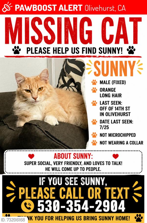 Lost Male Cat last seen 14th st Olivehurst, Olivehurst, CA 95961
