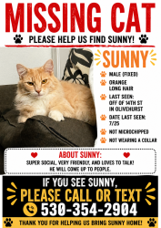 Lost Male Cat last seen 14th st Olivehurst, Olivehurst, CA 95961